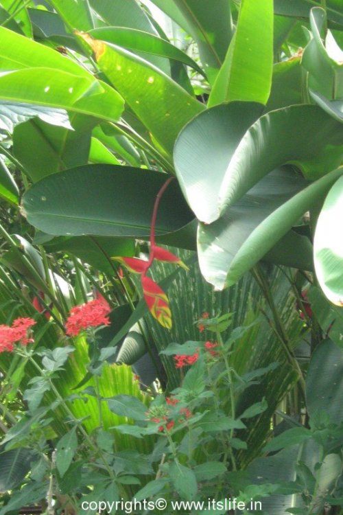 Hanging Heliconia