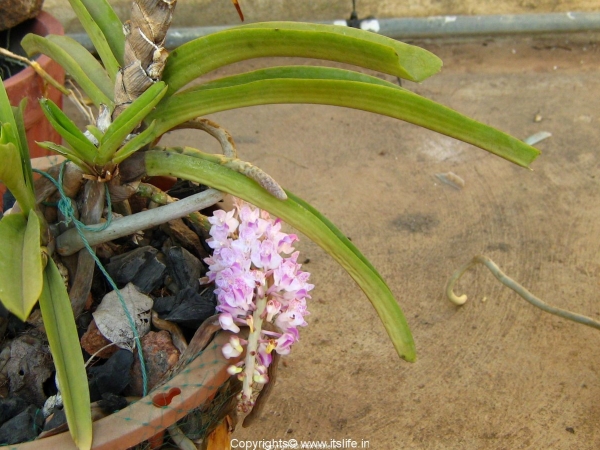 Orchid Rhynchostylis Retusa