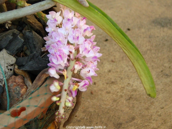 Orchid Rhynchostylis Retusa