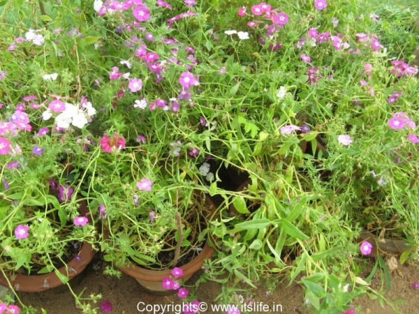 Phlox | Annuals | Gardening Flowers