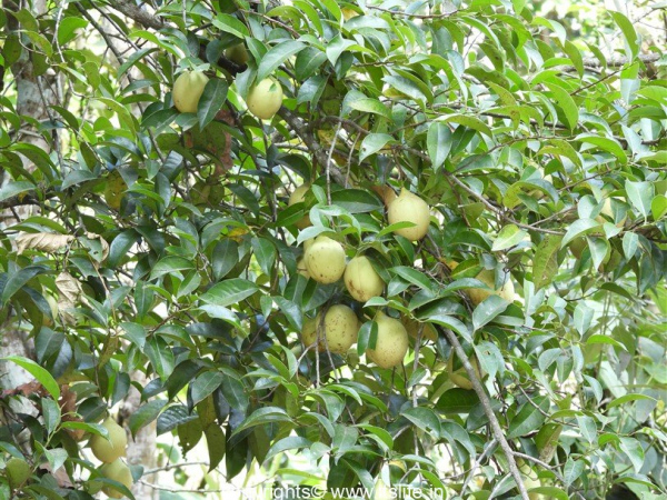 Nutmeg