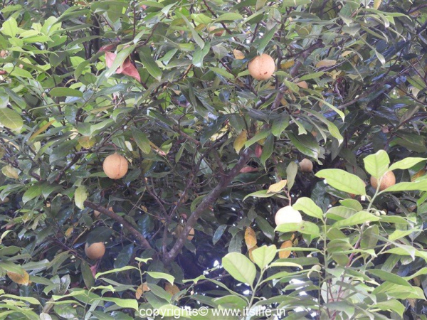 Nutmeg