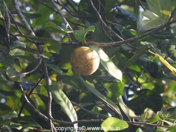 Nutmeg
