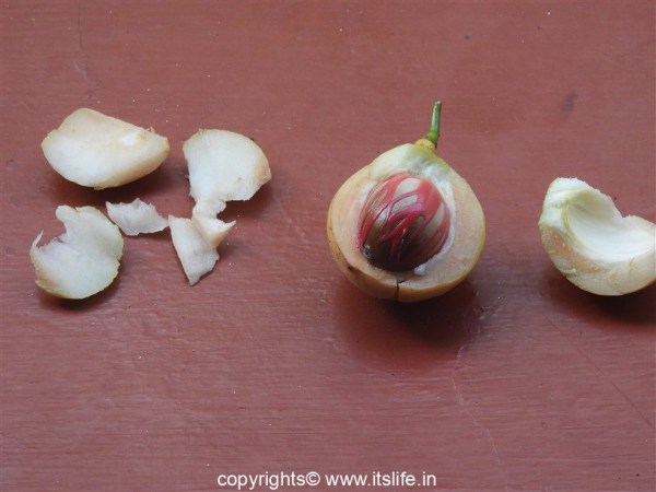 Nutmeg