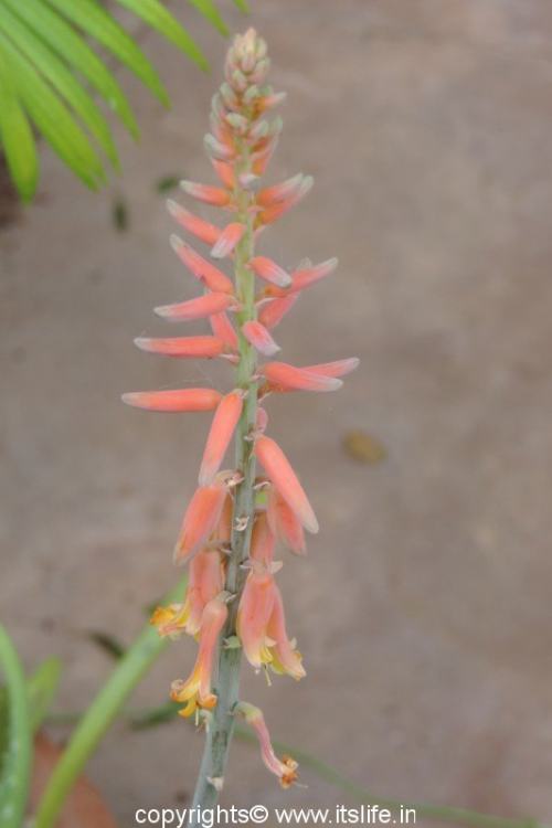 Aloe Vera Flower