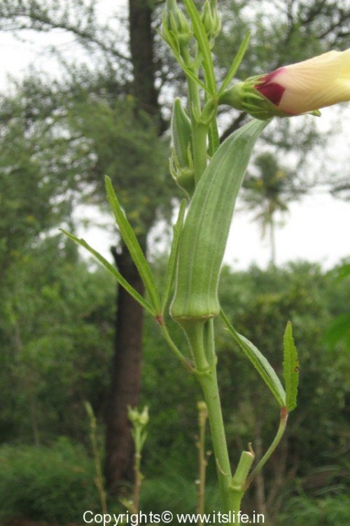 Bhindi Plant