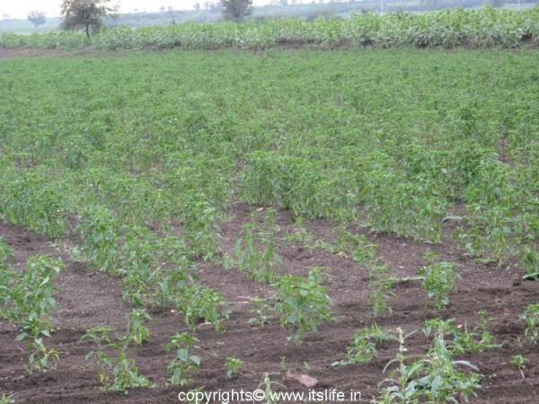 Green Chilies Field