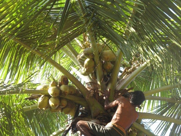 Coconut harvesting