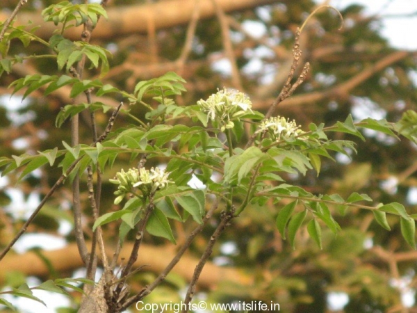 Flower of Curry leaf tree