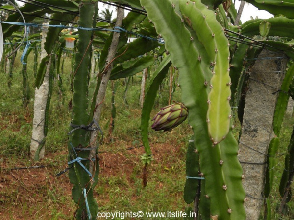 Dragon Fruit