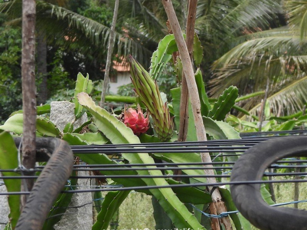 Pitaya
