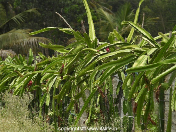 Dragon Fruit