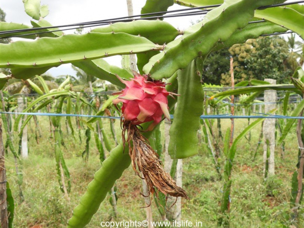 Dragon Fruit