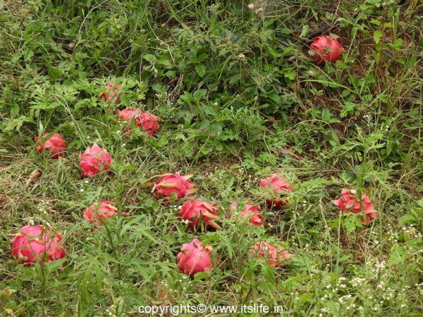 Dragon Fruit
