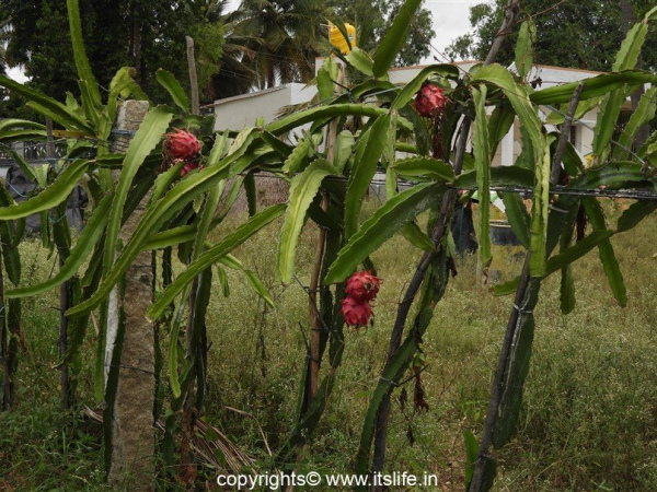 Dragon Fruit