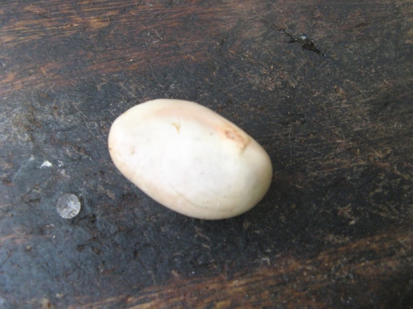 Jackfruit seed