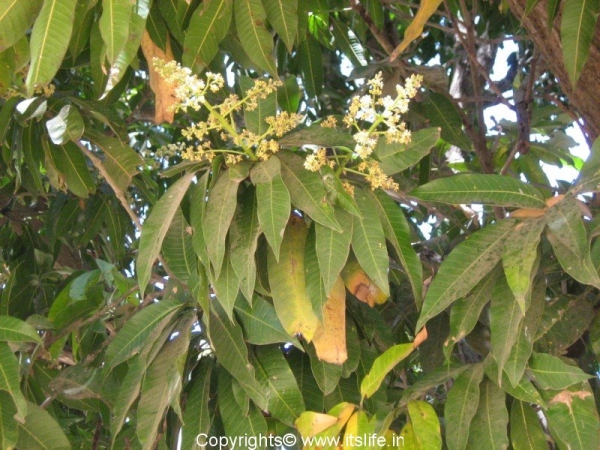 mango-flowers