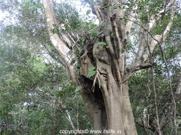 hitchhiker elephant ear