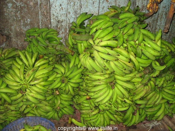 Banana - Plantain