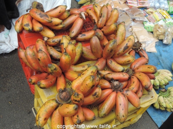 Red Plantain