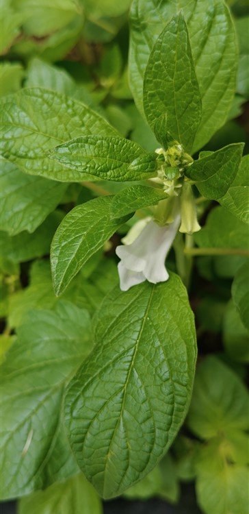 Sesame flower