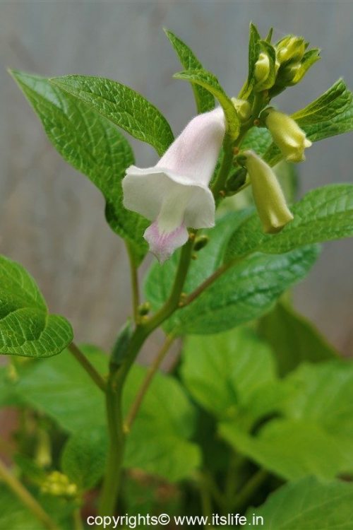 Sesame flower