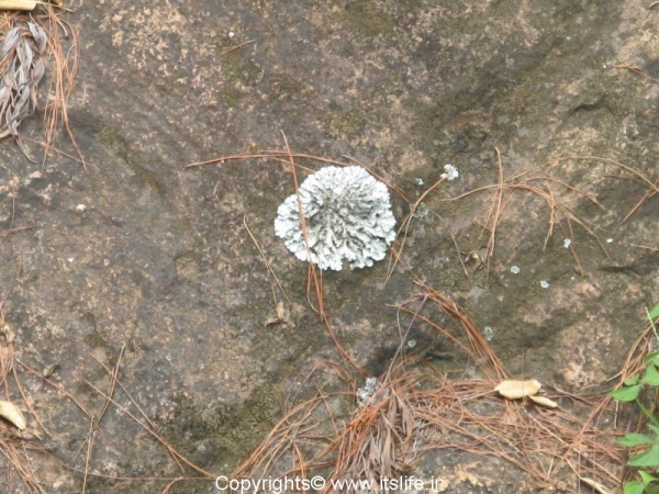 Parmelia (lichen)