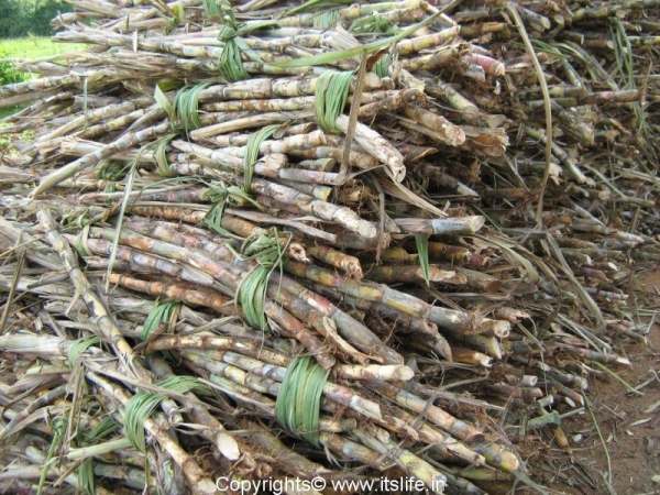 Sugarcane Harvest