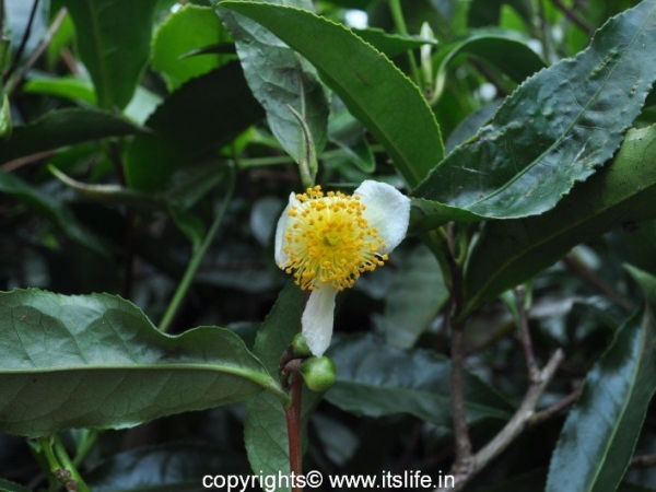 Tea Flower
