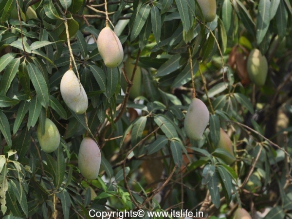Thothapuri Mango
