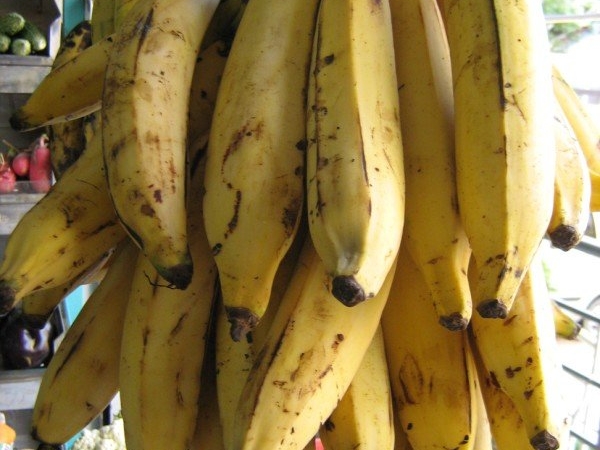 Banana - Nendrabale
