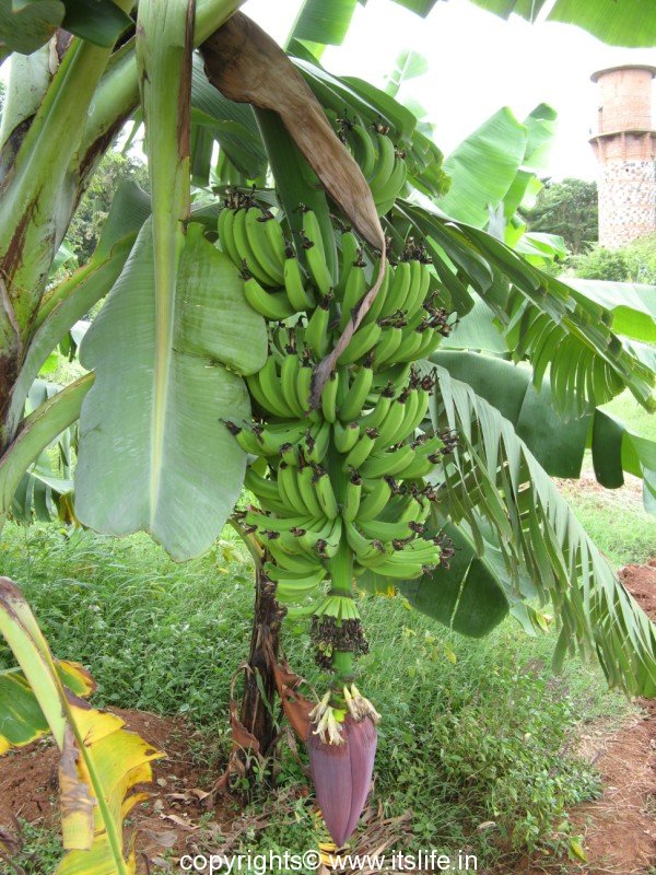 Banana - Plantain | itslife.in