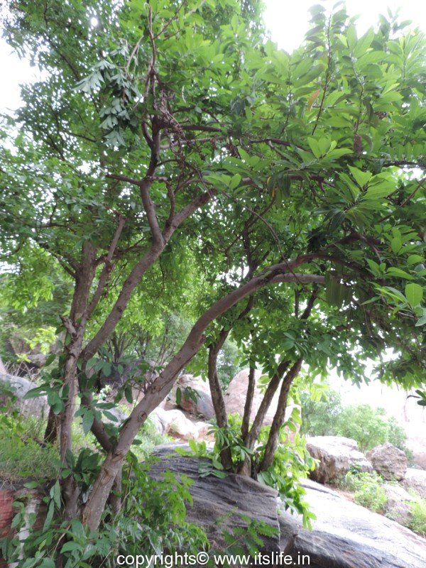 Sita fruit tree