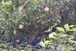 Nutmeg