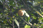 Nutmeg