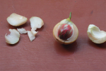 1_gon-nutmeg-4