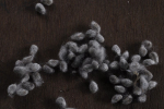 Cotton seeds