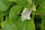 Sesame flower