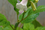Sesame flower