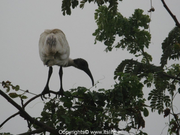 black-headed-ibis