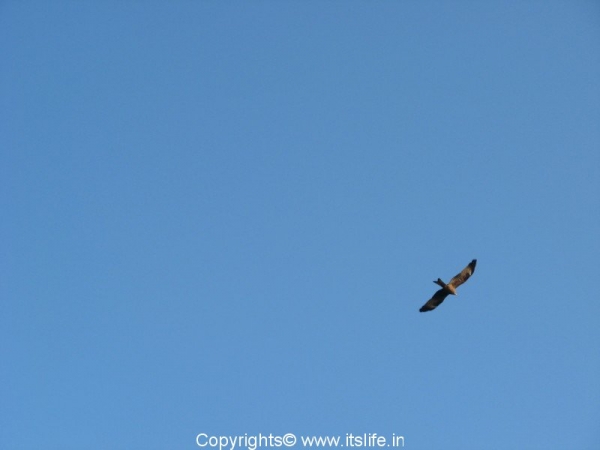 eagle-in-flight
