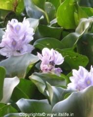 travel-khkere-hyacinth-2.jpg
