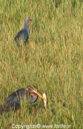 purple-heron