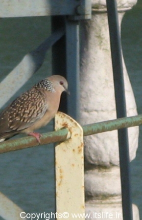 spotted-dove