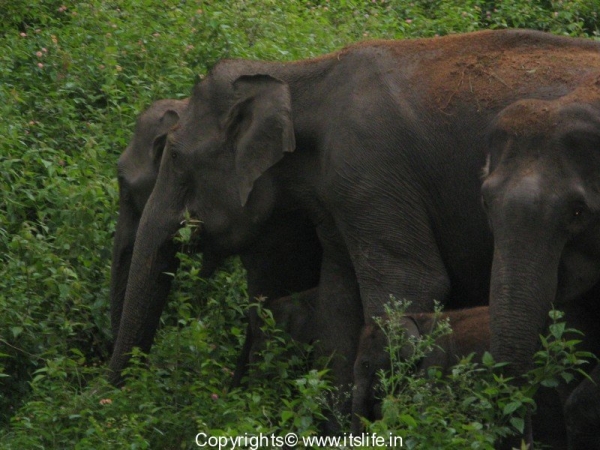 Elephants in Bandipur