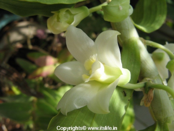 Dendrobium Aqueum