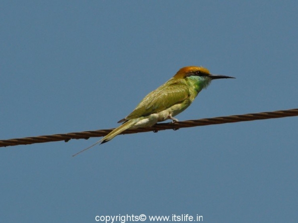 Green Bee Eater
