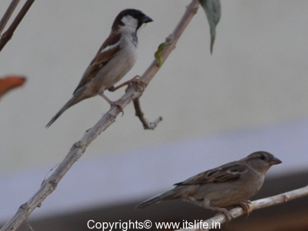 World Sparrow Day