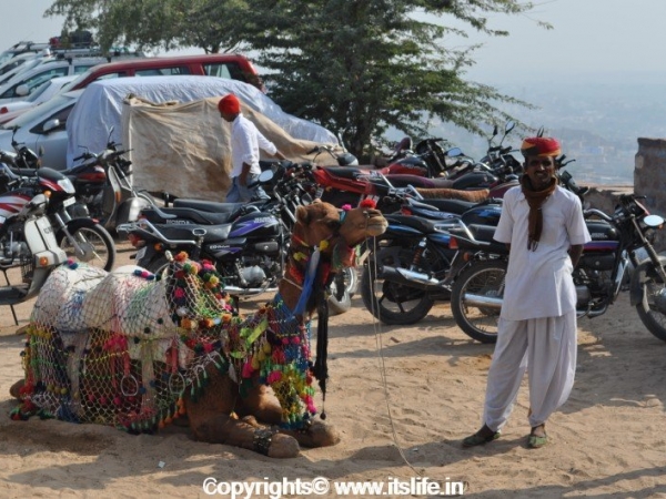 Decorated Camel in Jaisalmer