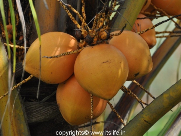 Orange Tender Coconut